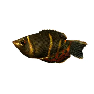 sphaerichthys osphromenoides