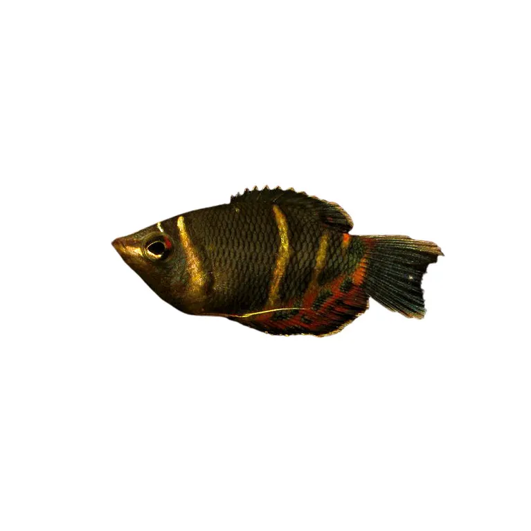 sphaerichthys osphromenoides