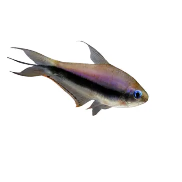 Nematobrycon Palmeri