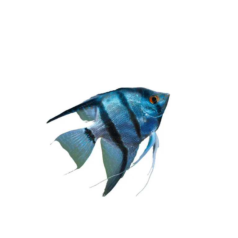 Scalaire blue diamond