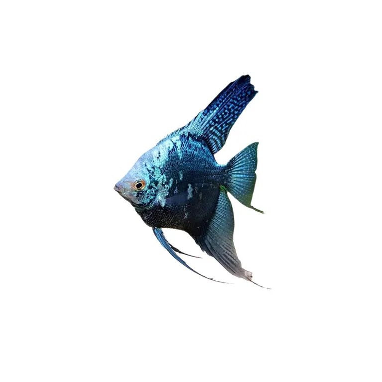 scalaire smoke pinoy