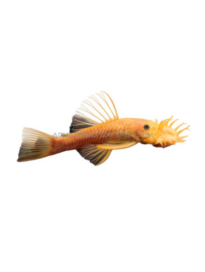 L144 Ancistrus sp Albinos S