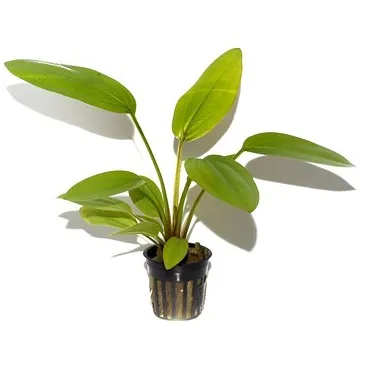 Echinodorus cordifolius 'Fluitans'