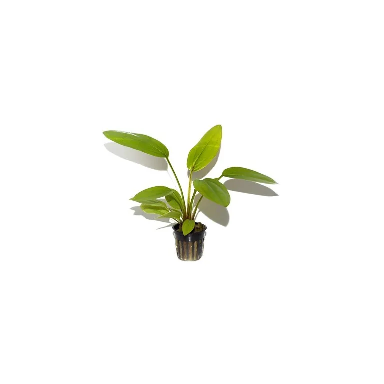 Echinodorus cordifolius 'Fluitans'