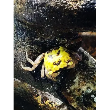 Metasesarma obesum couple