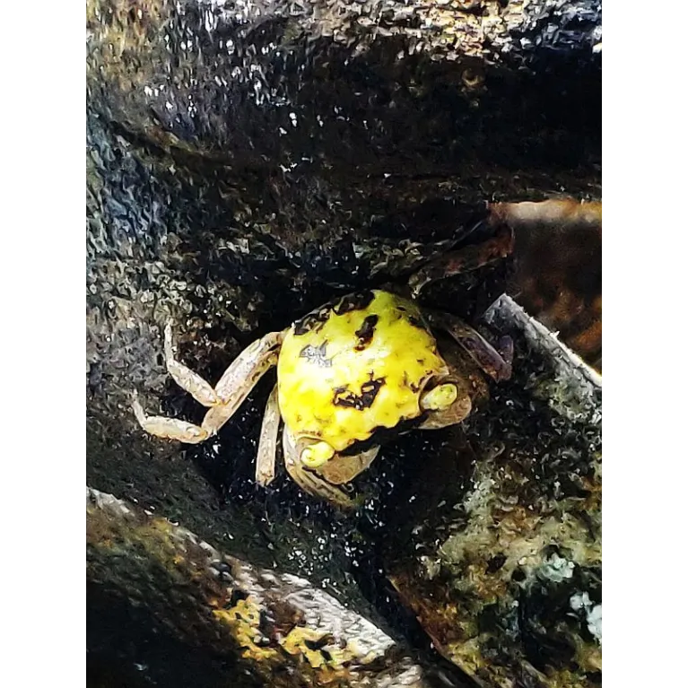 Metasesarma obesum couple