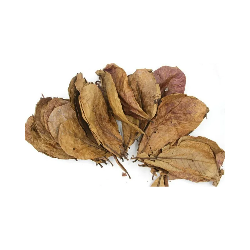 Feuilles de catappa 15-20cm