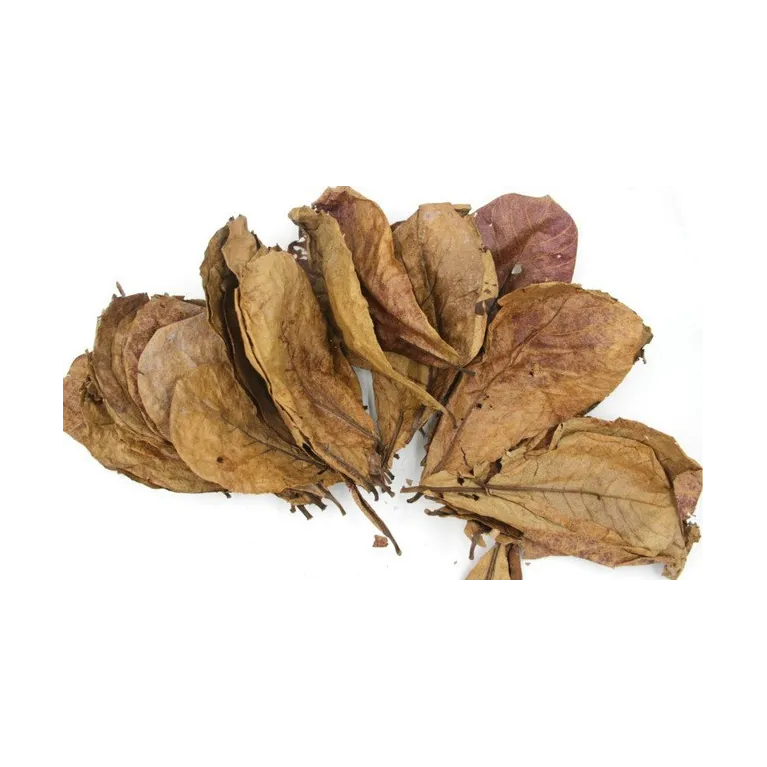 Feuilles de catappa 15-20cm