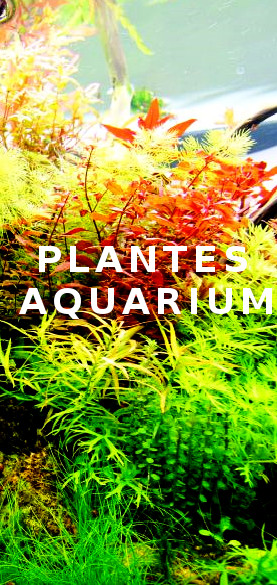 https://www.aquadesigner-shop.com/12-plantes-aquarium